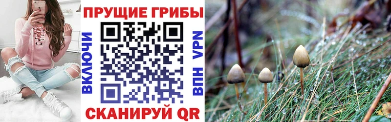 Псилоцибиновые грибы Psilocybe  omg вход  Кодинск 